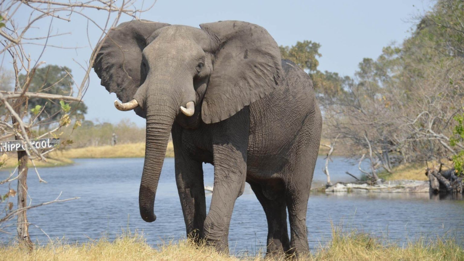 Are Elephants Afraid of Mice Is It True? Or a Myth? Multimedia Bomb